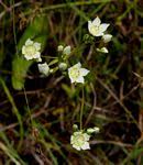 Image result for Swertia usambarensis