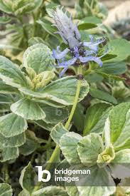 Image result for Coleus caninus