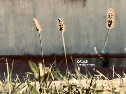 Image result for Setaria parviflora