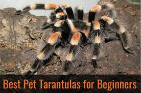 Well you're in luck, because here they come. Best Pet Tarantulas For Beginners Pbs Pet Travel