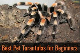 I really hope you can choose a good tarantula that will grow your interest in the hobby. Best Pet Tarantulas For Beginners Pbs Pet Travel