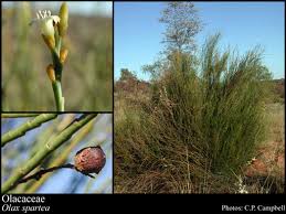 Image result for Olacaceae