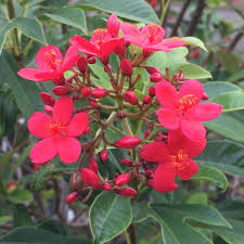 Image result for Jatropha erythropoda