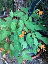 Image result for Begonia sutherlandii