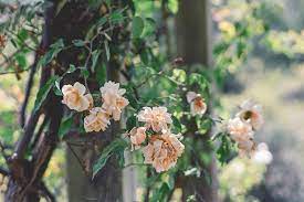 They produce stunning, deep blue or. Easiest Flowers And Plants To Grow In The Texas Heat Green Earth Services Of Tx