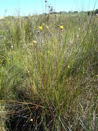 Image result for Xyris peteri