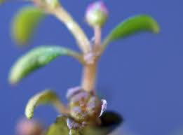 Image result for Elatine