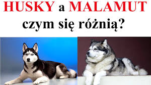 The alaskan malamute (/ ˈ m æ l ə ˌ m j uː t /) is a large breed of dog that was originally bred for their strength and endurance to haul heavy freight as a sled dog and hound. Dla Kogo Alaskan Malamut Youtube