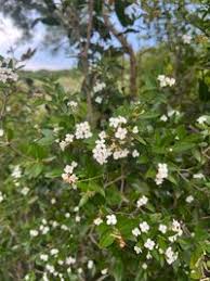 Image result for Carissa tetramera