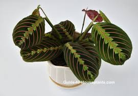 Bathrooms and kitchens are great places for them. Prayer Plant Maranta Leuconeura Picture Care Tips
