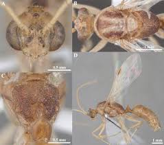 Image result for Antherotoma