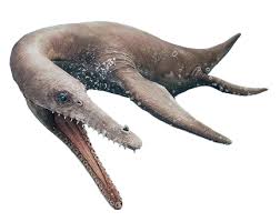 Image result for Dolichos junodii