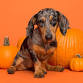 Howl-O-Ween Puppy Yoga at Paw Yoga Manchester event image