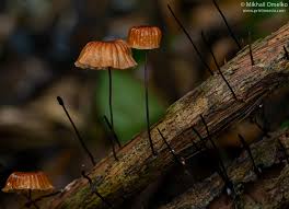 Image result for Marasmius siccus
