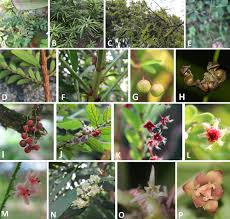 Image result for Phyllanthus ovalifolius