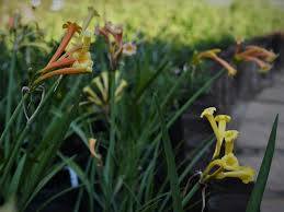 Image result for Cyrtanthus mackenii