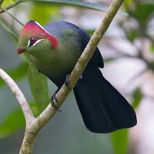 Image result for Turraea fischeri