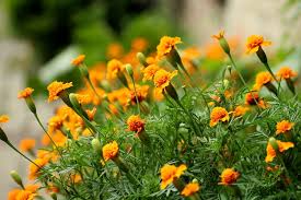 Start your home garden from seed with this simple guide to growing marigold indoors. How To Grow Marigolds Kids Do Gardening