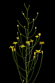 Image result for Eriospermum abyssinicum