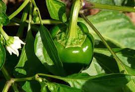 The above text is excerpted from the wikipedia article biological pest control, which has been released under the gnu free. Pepper Bell Diseases And Pests Description Uses Propagation