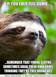 If You Ever Feel Dumb Sloths Funny Sloth Dumb And Dumber