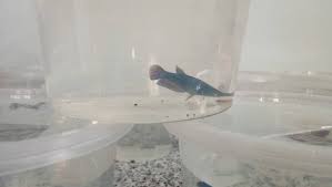 Untuk anak ikan cupang yang baru menetas, bila perlu tidak usah diberi pakan terlebih dahulu selama kurang lebih 3 hari, karena anak cupang tersebut dapat memperoleh makanannya dari kuning telur yang masih berada di dalam tubuhnya. Wbcvdsfekmlgxm