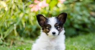 The second most popular dog breed in the united states doesn't live for a long time: Dog Aging Project 10 000 Dogs Needed For Study On Dogs Lifespans Thrillist