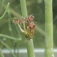 Image result for Ceropegia namuliensis
