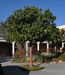 Gardeners appreciate its striking bark, evergreen leaves and pendulous clusters of blossoms and edible fruits. Marina Strawberry Tree Louie S Nursery Garden Center Riverside Ca