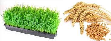 The goal it to cover all the seeds and have an extra inch above the top of the seeds. Growing Wheatgrass At Home Greenmylife