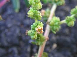 Image result for Suaeda plumosa