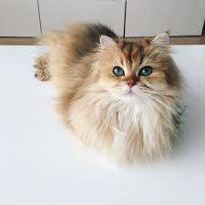 instagram gatinhos fofos gatinhos adoraveis fotos de animais fofos