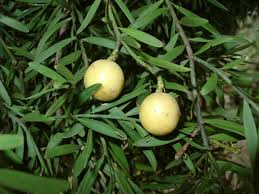 Image result for Afrocarpus usambarensis