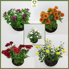 Tanaman hias berbeda dengan tanaman jenis lainnya. Paket 10 Bibit Tanaman Hias Bunga Aster Indoor Outdoor Campur Warna Lazada Indonesia