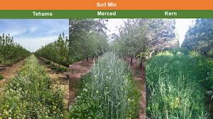 cover crop research review how can it help almonds the