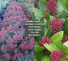 Check spelling or type a new query. Winter Flowering Shrubs Uk Paramount Plants London