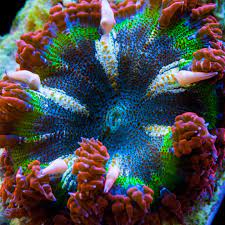 Pin On What I Hope To Get For Our Reef Someday Any Of These Will Do