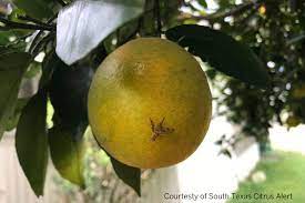 While grapefruit is a nutritious fruit, many patients are concerned about the potential for drug interactions with grapefruit juice. Invasive Pests Diseases A Year Round Issue For Ag Texas Farm Bureau