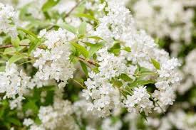Maybe you would like to learn more about one of these? 48 Best Types Of White Flowers Balcony Garden Web