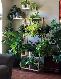 Rare Pothos Cuttings Mix Golden Pothos Heart Leaf Philodendron Silver Pothos Njoy Unrooted Single Node Cuttings Easy Care In 2020 Heart Leaf Philodendron Golden Pothos Philodendron