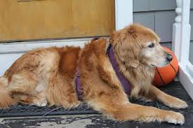 I have always been a huge animal lover having dogs all my life. Looking To Adopt A Senior Golden Golden Retriever Dog Forums