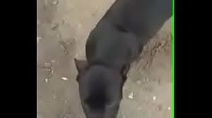 Sexo prono filmes eróticos zoologico cachorros na pica. Cachorro Comendo A Dona Search Xnxx Com