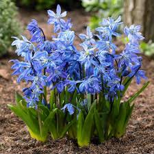 Image result for Scilla