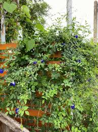 Image result for Clitoria ternatea