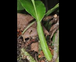 Image result for Polystachya cultriformis