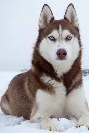 Ver más ideas sobre perros, mascotas, perros lindos. A Beautiful Husky Perro Husky Siberiano Husky Siberiano Perros