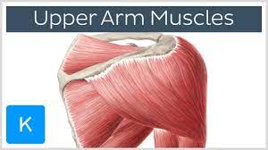 What are the anterior axioappendicular… Muscles Of The Upper Arm And Shoulder Blade Human Anatomy Kenhub Youtube