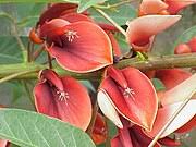 Image result for Erythrina excelsa