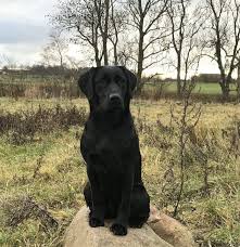 Ergebnisse und statistiken seit 1950. Klosterskov Labrador