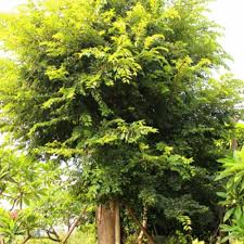 Image result for Celtis zenkeri